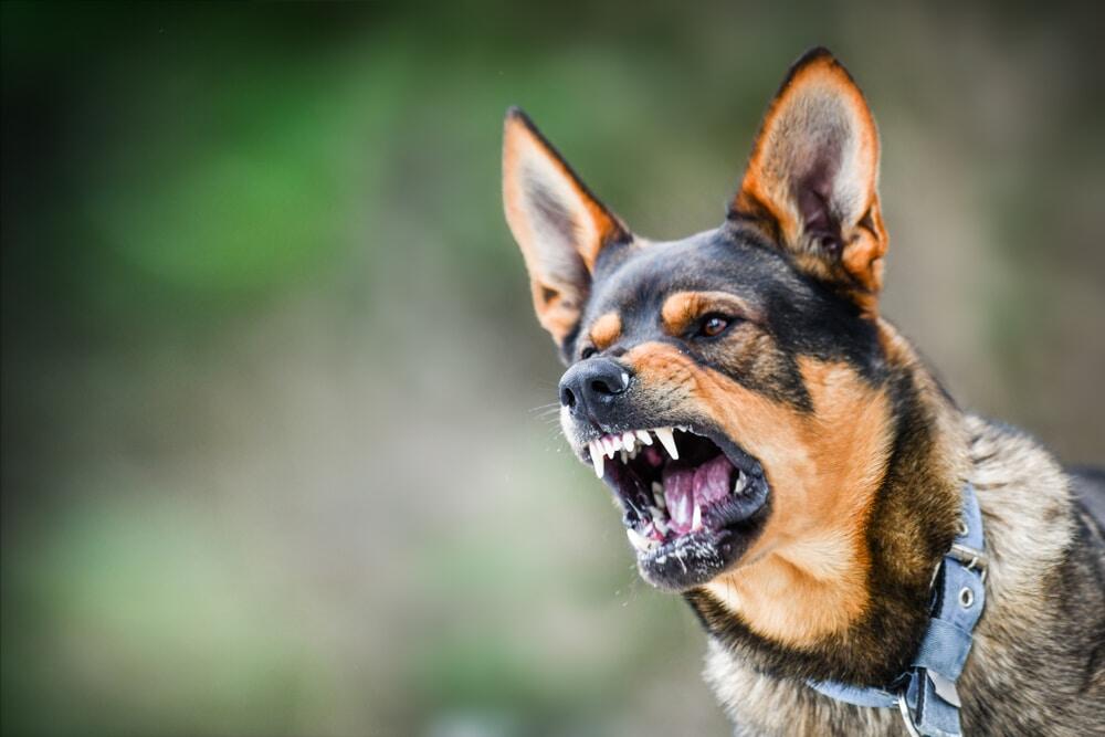 4 Things You Need To Know About Dog Bites