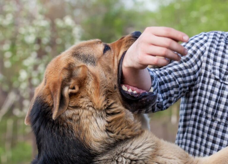 What Happens When a Dog Bites a Person?